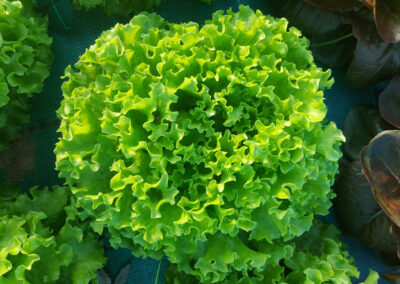 Salade Bio