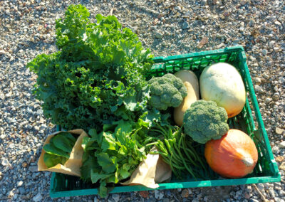 Panier de légumes Bio de saison