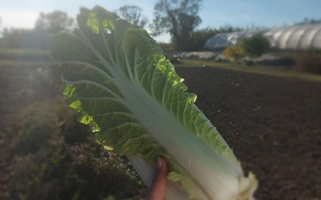 Pourquoi du maraichage bio sur petite surface ?