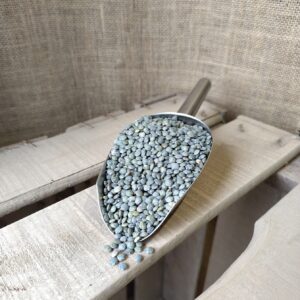 Lentilles vertes dans une pelle de service