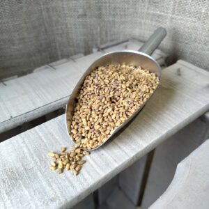 Fenugrec dans une pelle de service