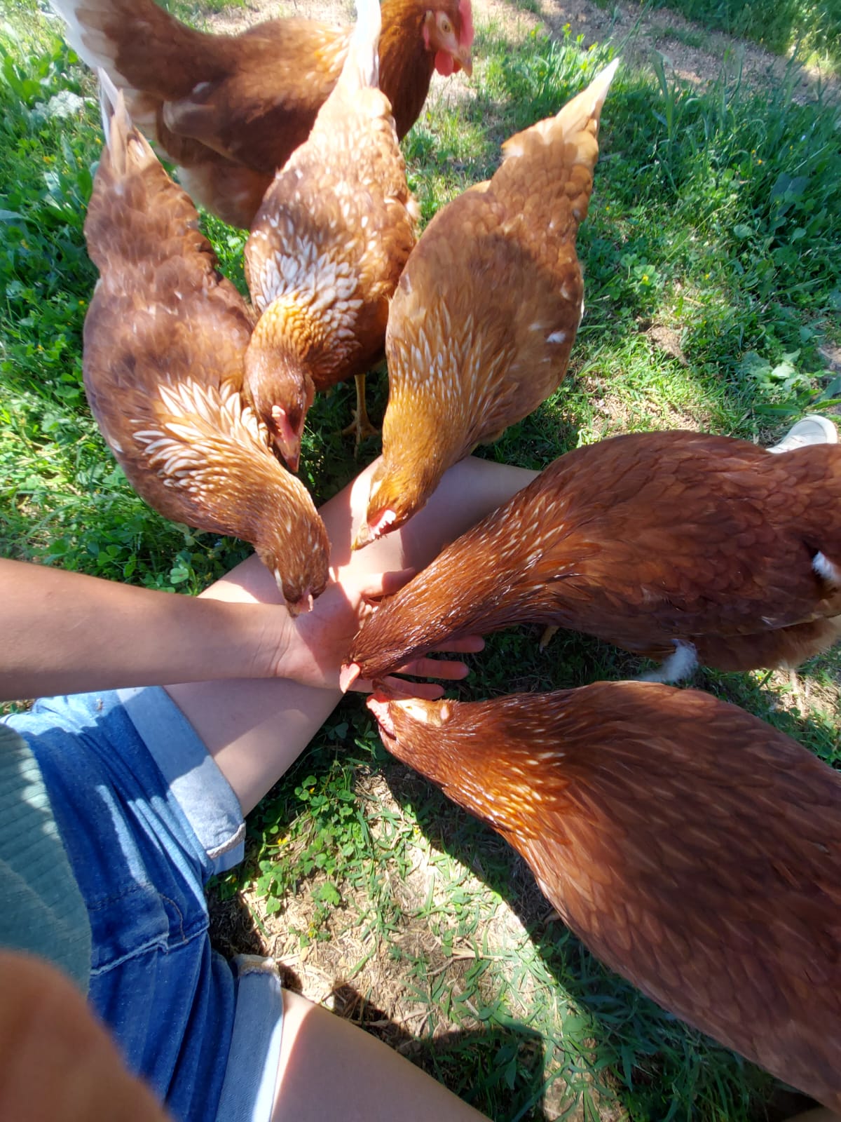 Poules Poules