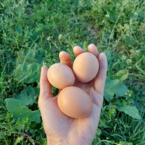 Oeufs extra frais bio