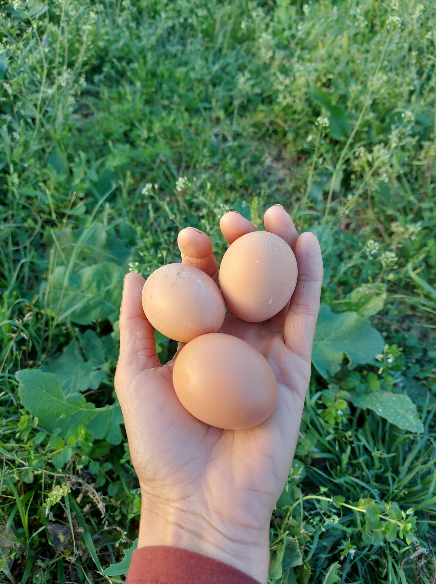 Oeufs extra frais bio Oeufs extra frais bio